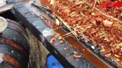 Fête du nouveau cidre - Un pressage à l'ancienne