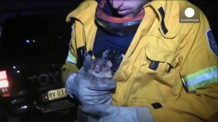 Australian military investigates whether it may have...