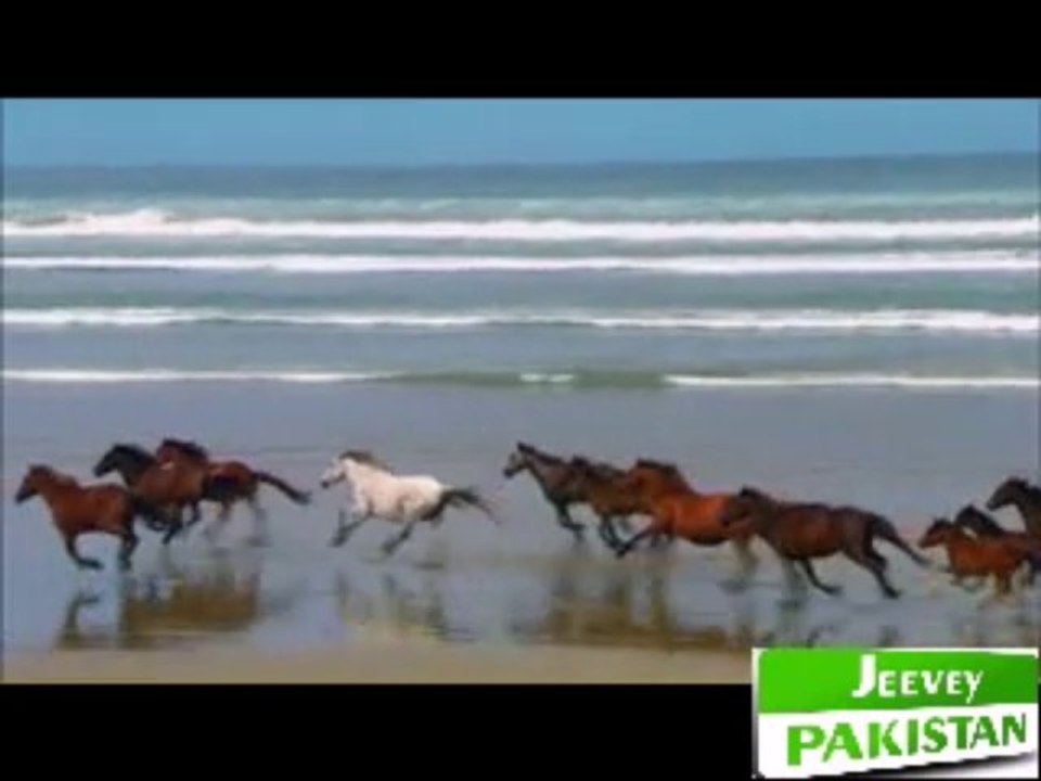 We Love Animal