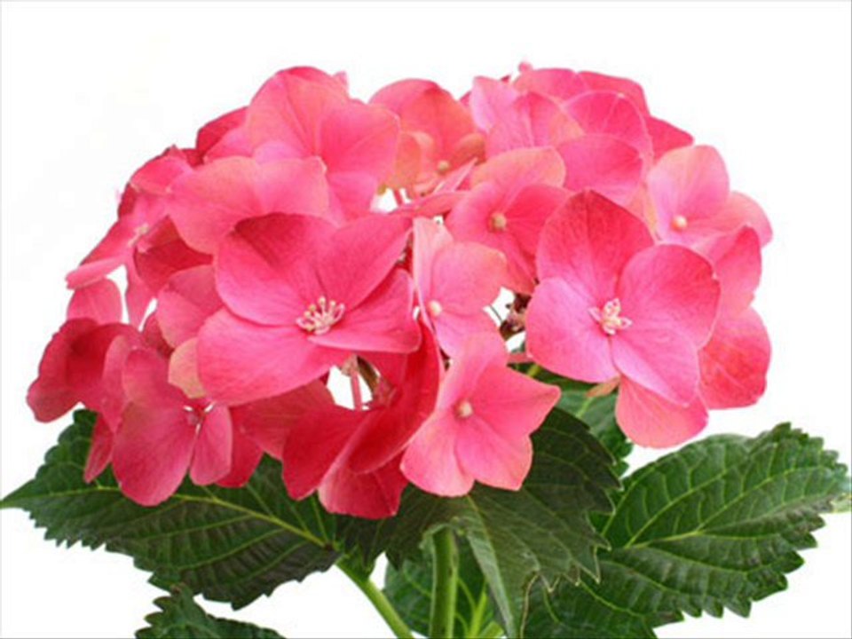 JUÍZES CAP 5 - A BIBLIA NA LINGUAGEM DE HOJE