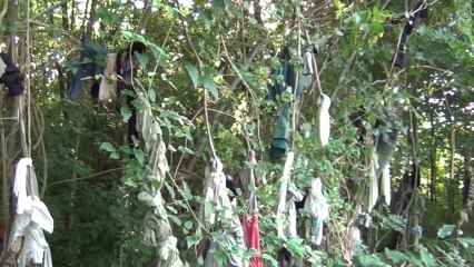 Arbres à loques