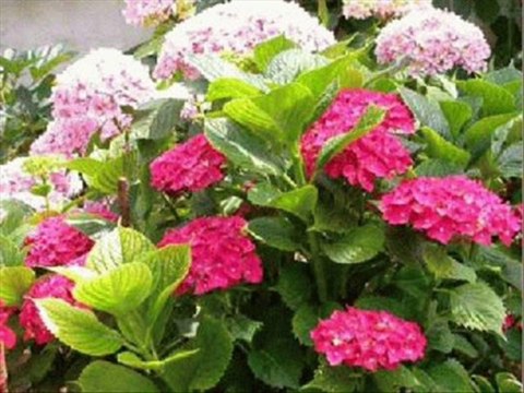 JUÍZES CAP 10 - A BIBLIA NA LINGUAGEM DE HOJE