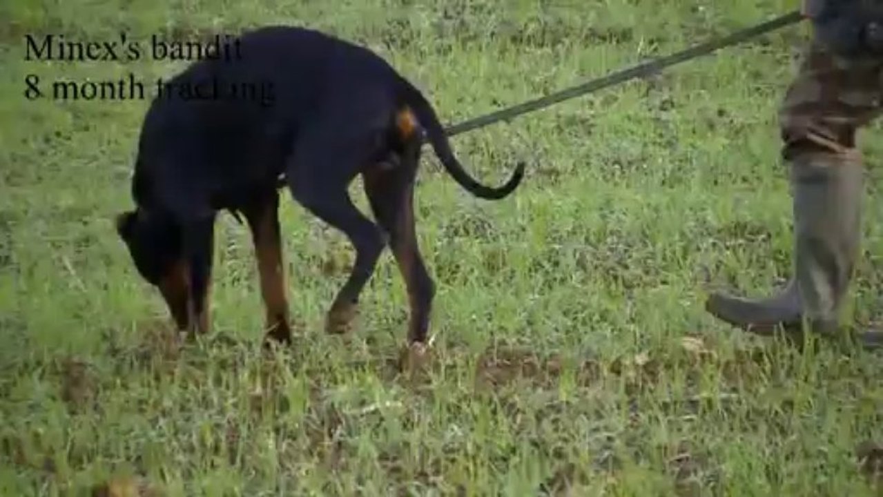 Minex's bandit 8 month training tracking