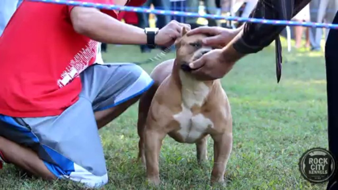 Rock City PRESENTS Atlanta Bully Fest 3 - ABKC Dog Show