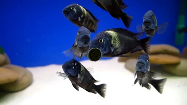 Tropheus Duboisi Maswa