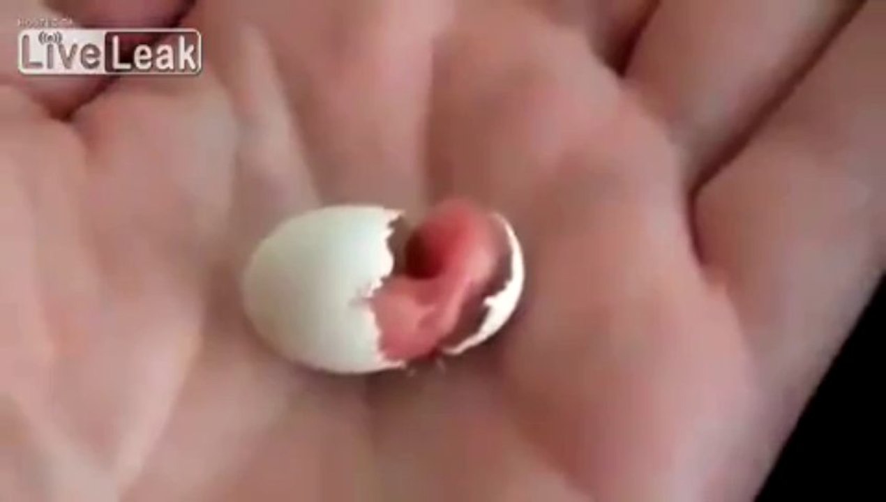Naissance d'un oiseau
