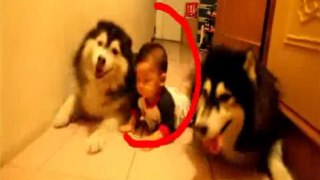 2 chiens imitent un bébé
