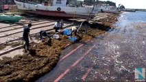 20131013　海岸に無数のイワシ上がる、歓喜の住民 　（新潟・佐渡市）