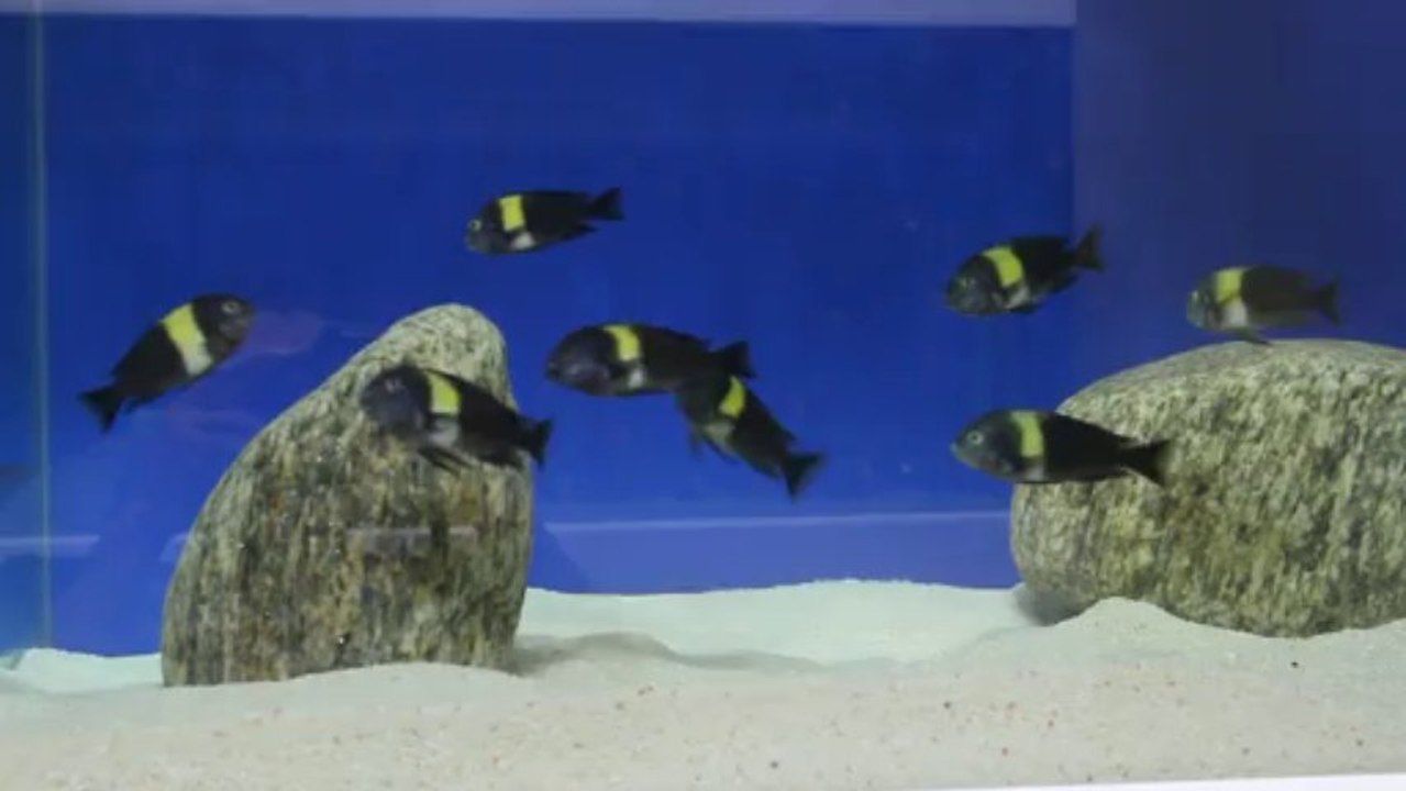 DUBOISI MASWA  F0 KOLONI 2