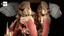 Exposição apresenta anatomia de animais em Londres