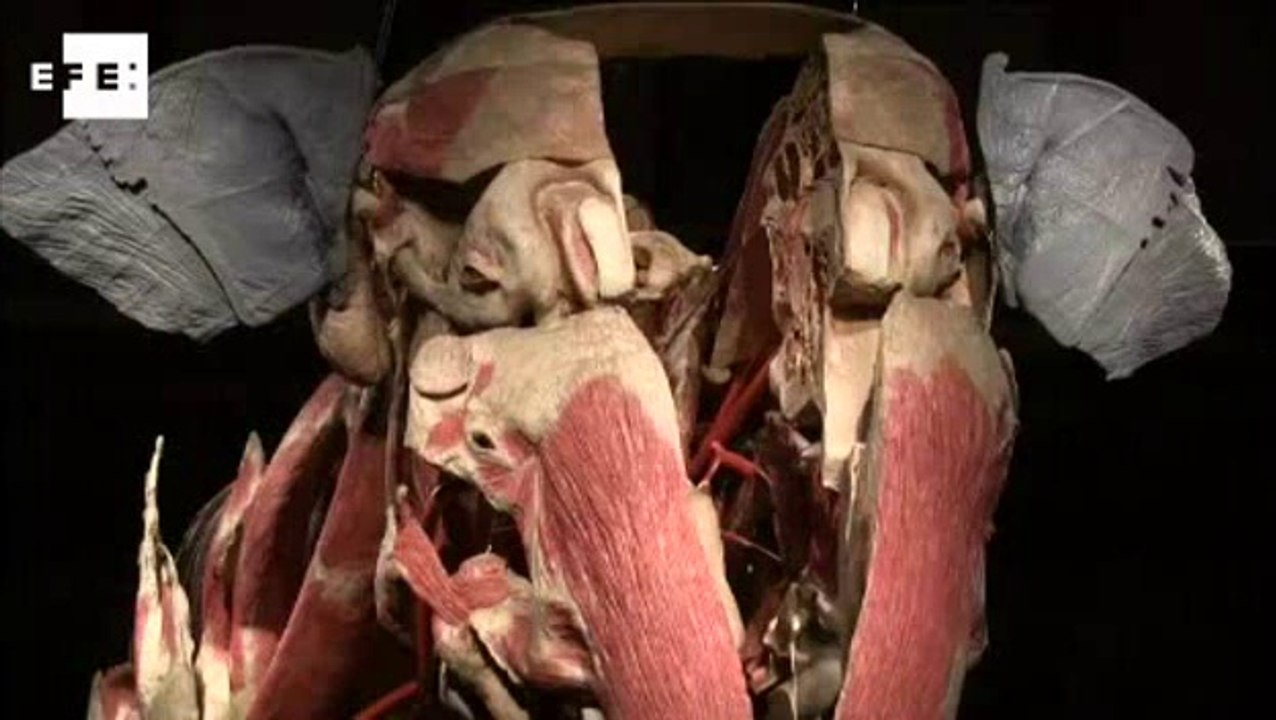 Exposição apresenta anatomia de animais em Londres