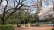 Japão celebra florescer das cerejeiras um ano depois do tsunami