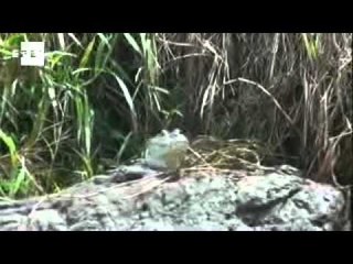 Costa Rica's Tortugero National Park, a turtle paradise