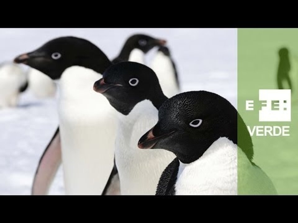Estudiarán la dieta de los pingüinos Adelaida en los últimos milenios 156