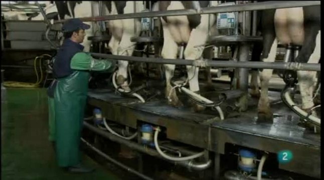 Cow confort. EFEverde en La aventura del saber