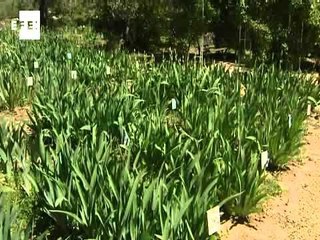 Unos 20.000 lirios dan color al jardín más grande de España de esta flor_efeverde.wmv