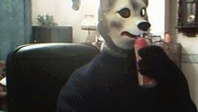 loup dingo