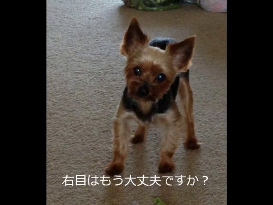 さゆりとちょこ２０１３年６月　私たちの大事な娘です。　Choco and Sayuri, June 2013　It is important our daughter