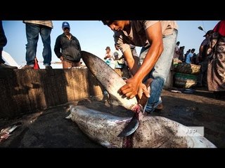 EU tightens its 'shark finning' ban