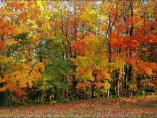 1 SAMUEL CAP 1 - A BIBLIA NA LINGUAGEM DE HOJE