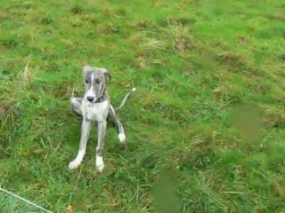 c les magyar agar, Cybelle, Texas et Rango les deux bébés arrivés hier soir à la maison.