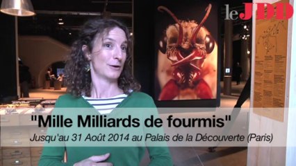 L’exposition "Mille Milliards de fourmis" en trois questions