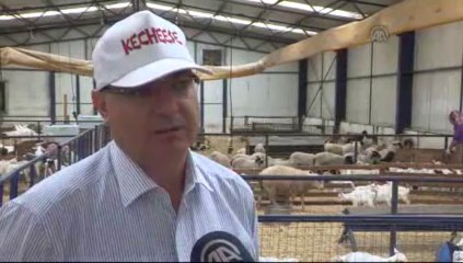 Keçi sütünde rekor Türkiye'nin