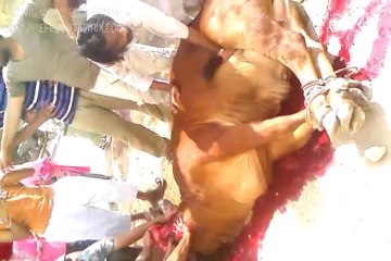 shah jee qurbani 2013 bueaty