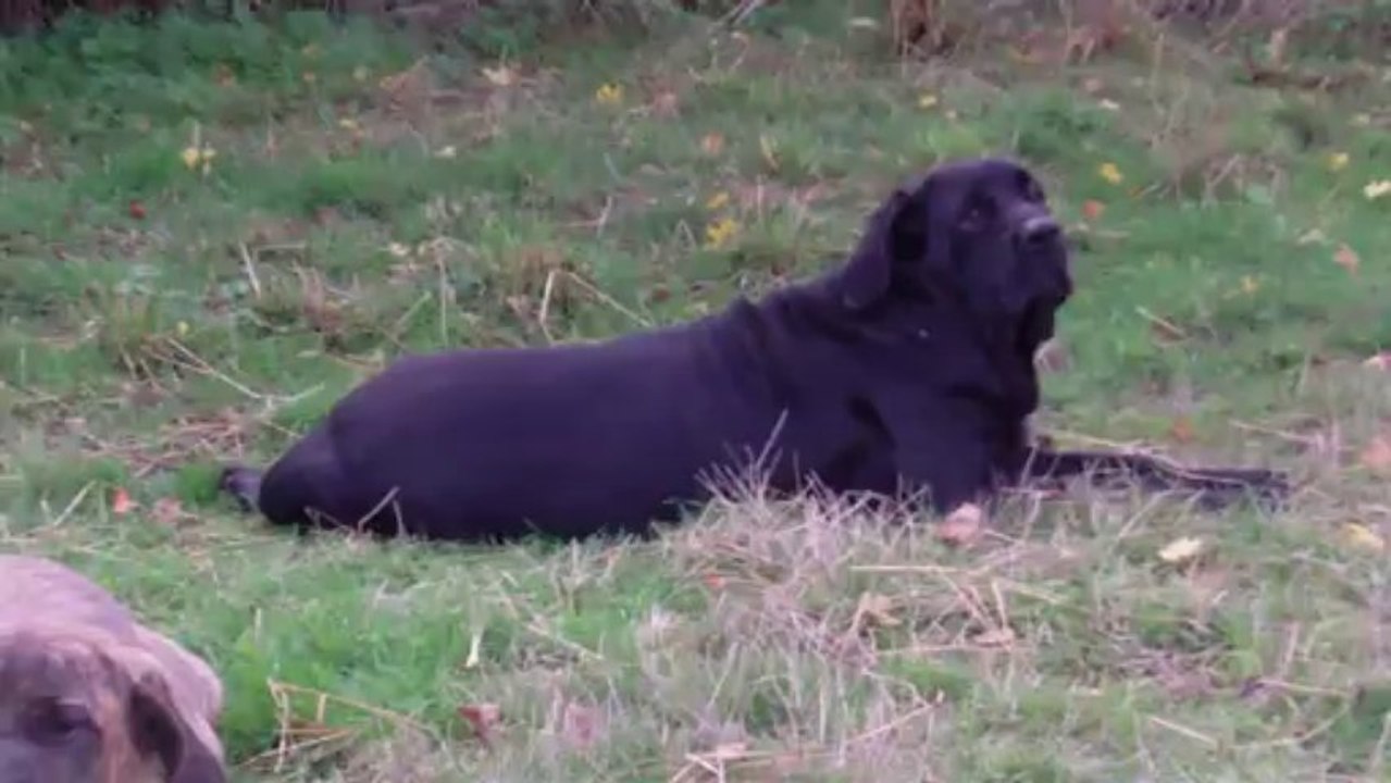 Mes 3 filas Argentins   FILA BRASILEIRO