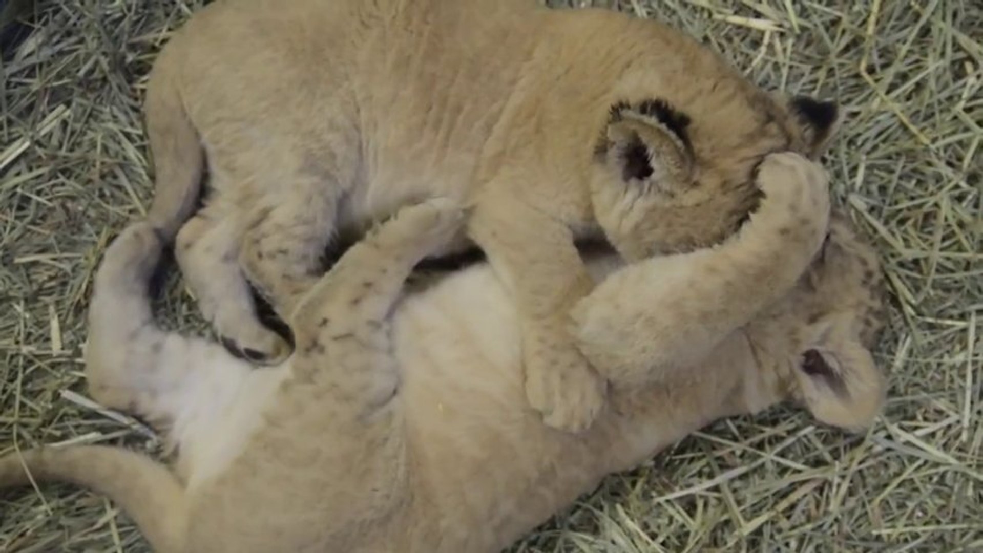 Des Bebe Lions De 5 Semaines Trop Mignons Video Dailymotion