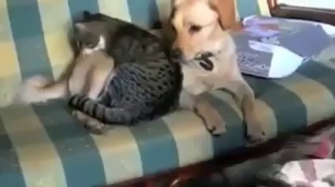 Dogs That Love Cats!