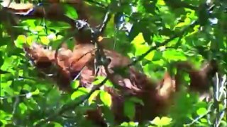 Orang Utan - Proboscis  and silverleaf monkey