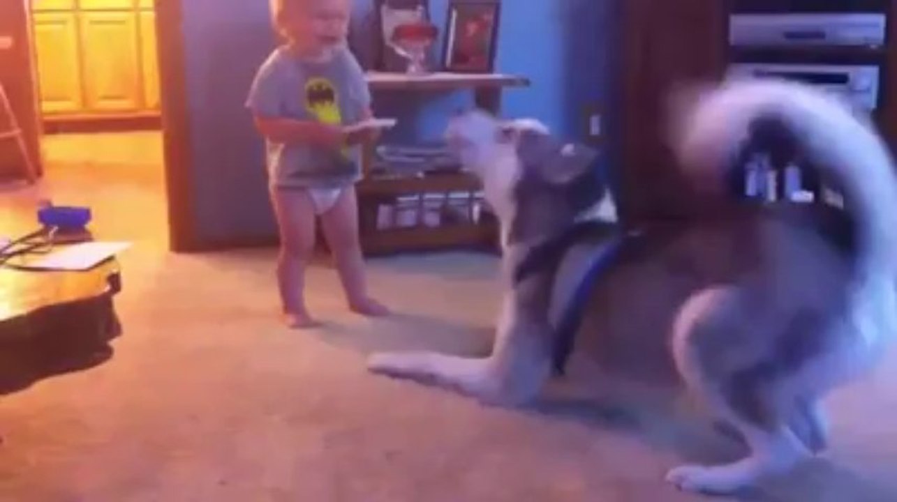 Baby and Husky, Deep in Conversation