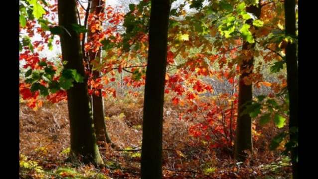 1 SAMUEL CAP 8 - A BIBLIA NA LINGUAGEM DE HOJE