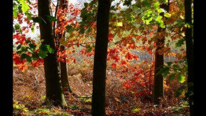 1 SAMUEL CAP 8 - A BIBLIA NA LINGUAGEM DE HOJE