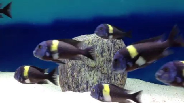 Duboisi Maswa F0 Kolonim