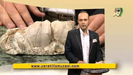 Fosiller, Evrim yok diyor! 12- Filin ön dişleri