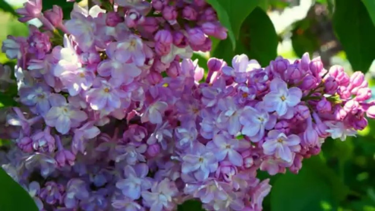 NO TO CO - Najpiękniejsza Jest Moja Ojczyzna