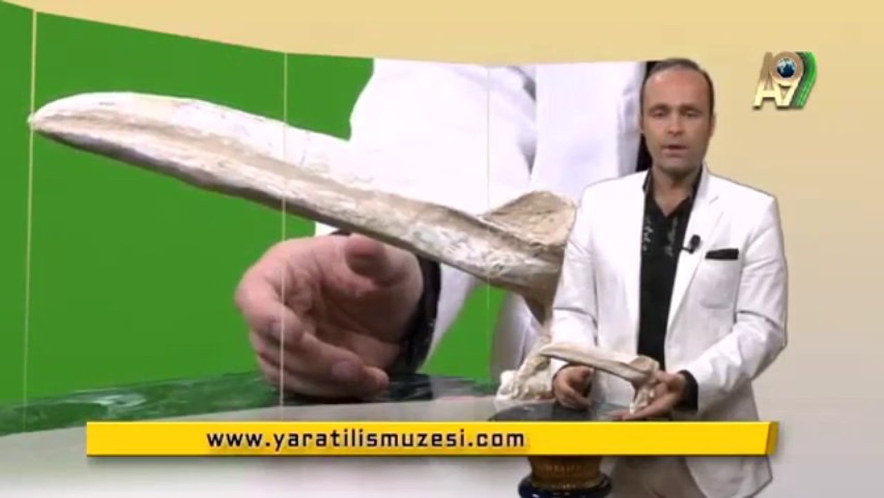 Fosiller, Evrim yok diyor! 13- Pelikan kafatası fosili