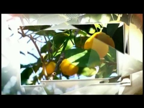 فلسطين هذا الصباح 20-10-2013 ج2