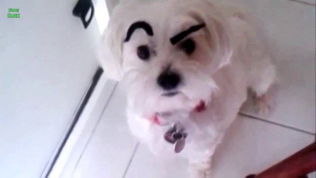 Des chiens avec des Sourcils... Enorme!