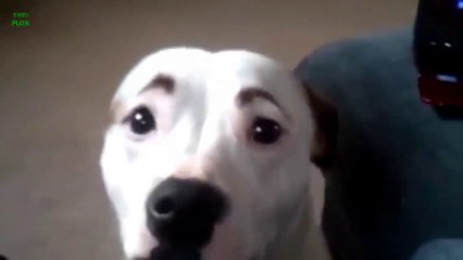 You like Dogs : Try this : Funny Dogs with Eyebrows!