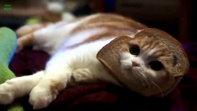 Après Jésus sur des toast, voici des têtes de chat sur des tartines... Trop marrant.