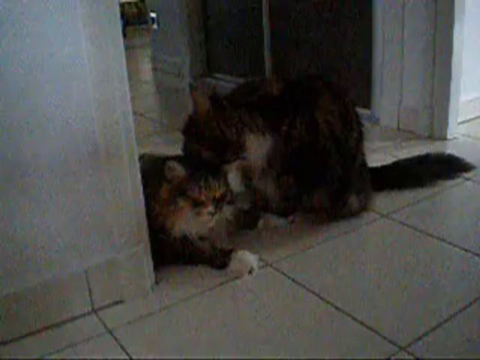 Enzo et Etoile