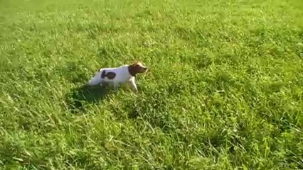 Itou arrêt caille + pistolet 4,5 mois