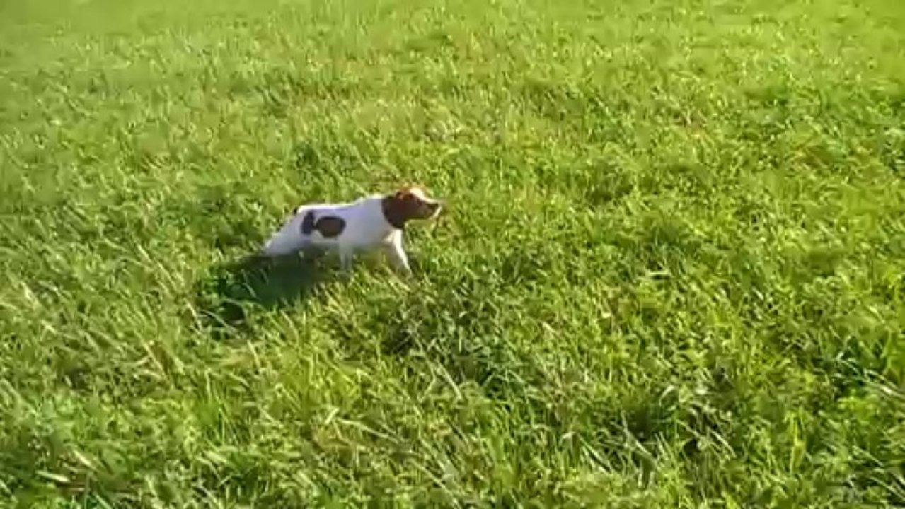 Itou arrêt caille + pistolet 4,5 mois