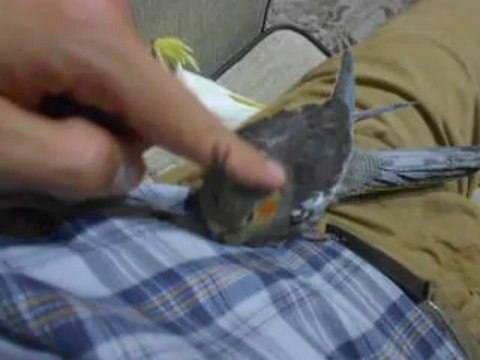 Thumbnail