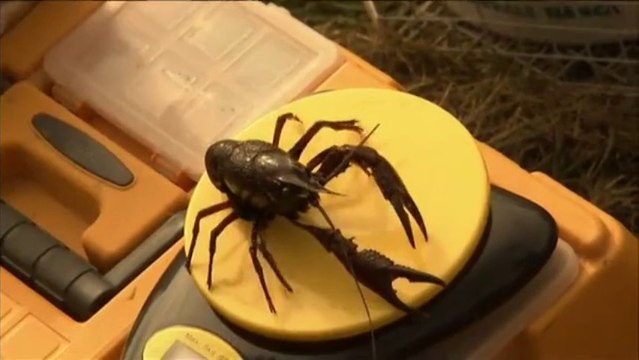 Espèces éxotiques envahissantes...il faut agir !!