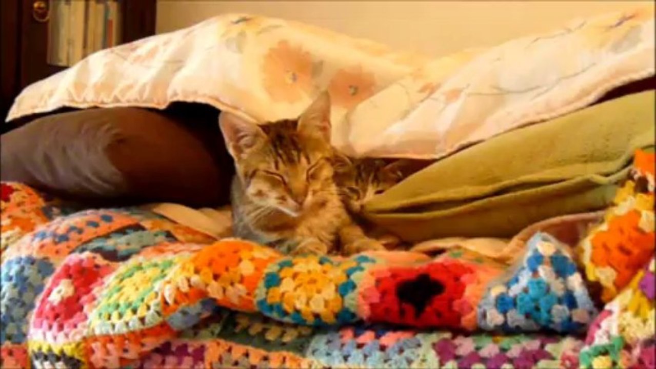 Deux chatons à adopter, secteur Issoire. octobre 2013