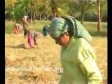 Navara rice cultivation - Organic farming  Kerala